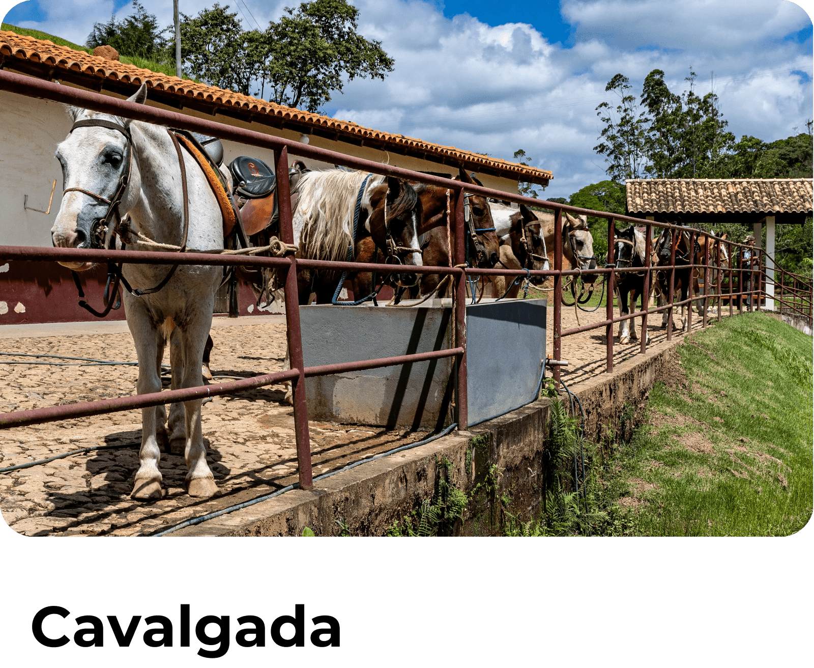 Calvagada